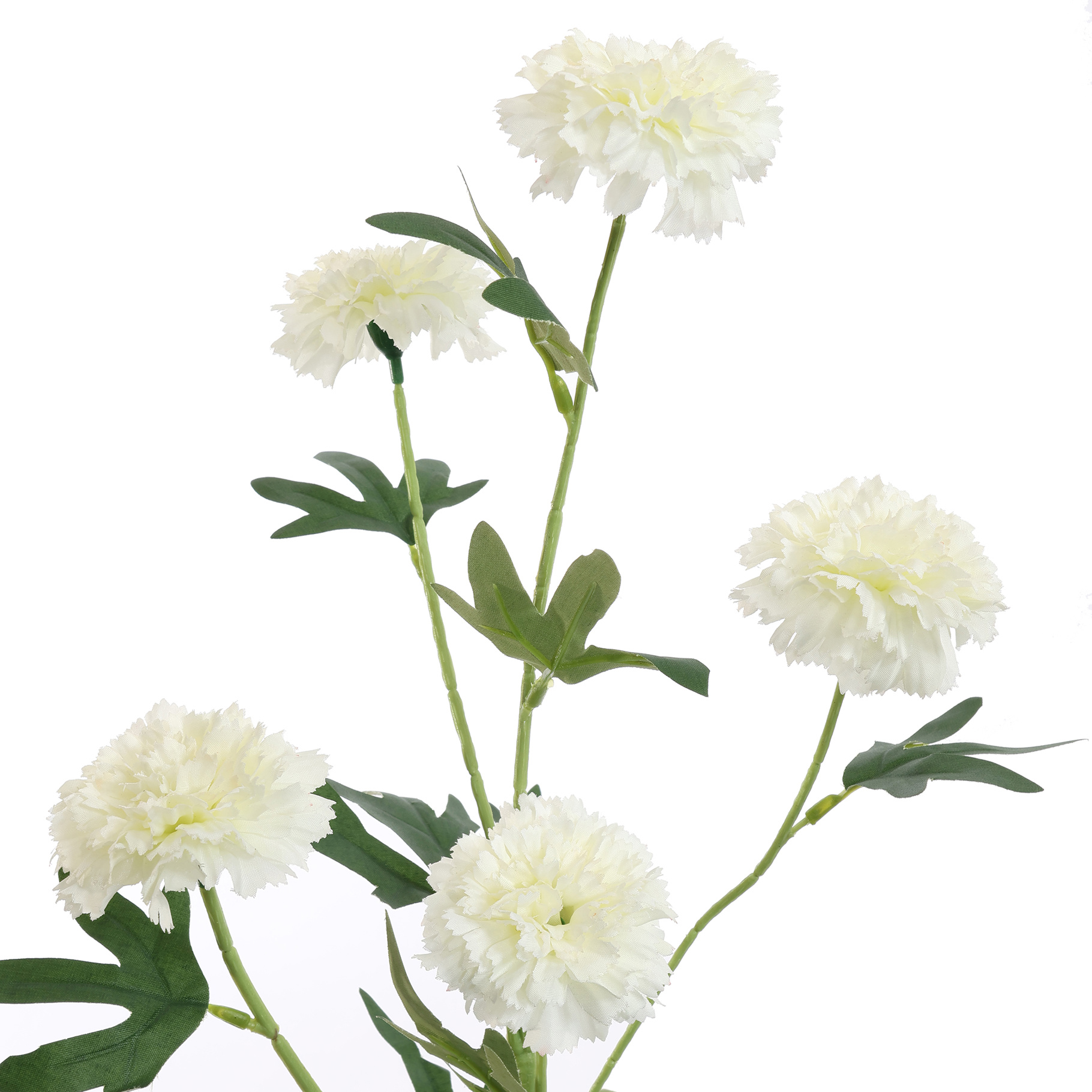 Zijdebloem Afrikaantje creme - Afbeelding 2