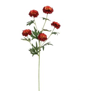 Zijdebloem Afrikaantje Rood