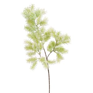 Zijdebloem Asparagus