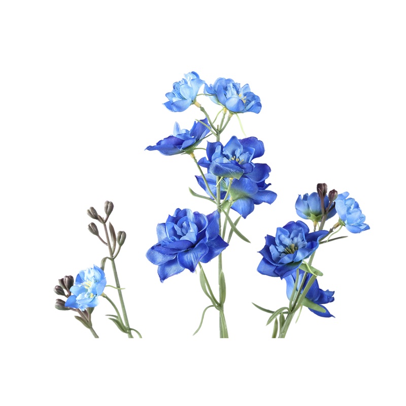 Zijdebloem Chinensis - Afbeelding 2