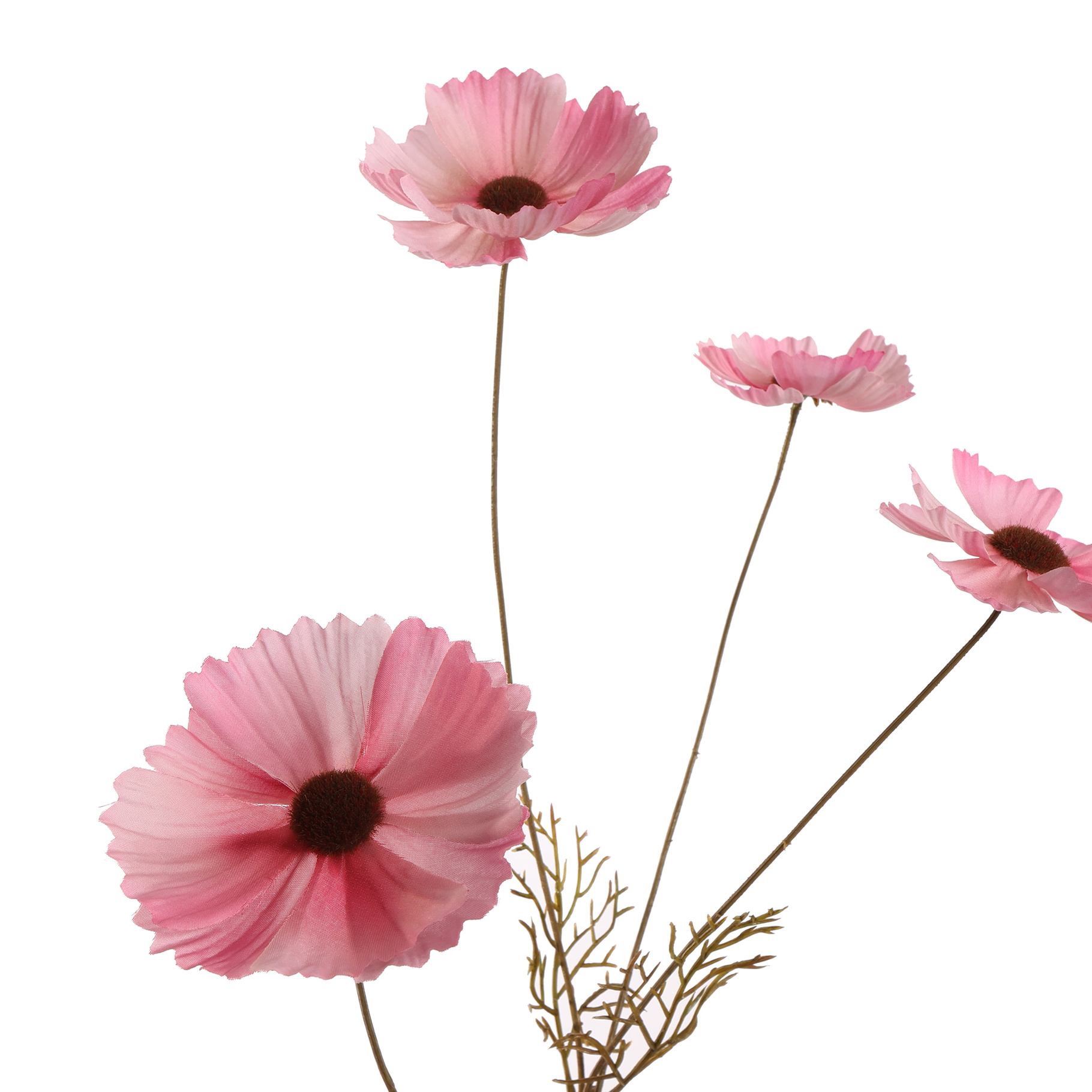 Zijdebloem Cosmos Mauve - Afbeelding 2