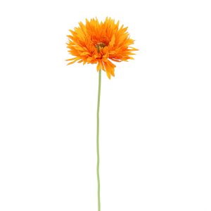 Zijdebloem Gerbera