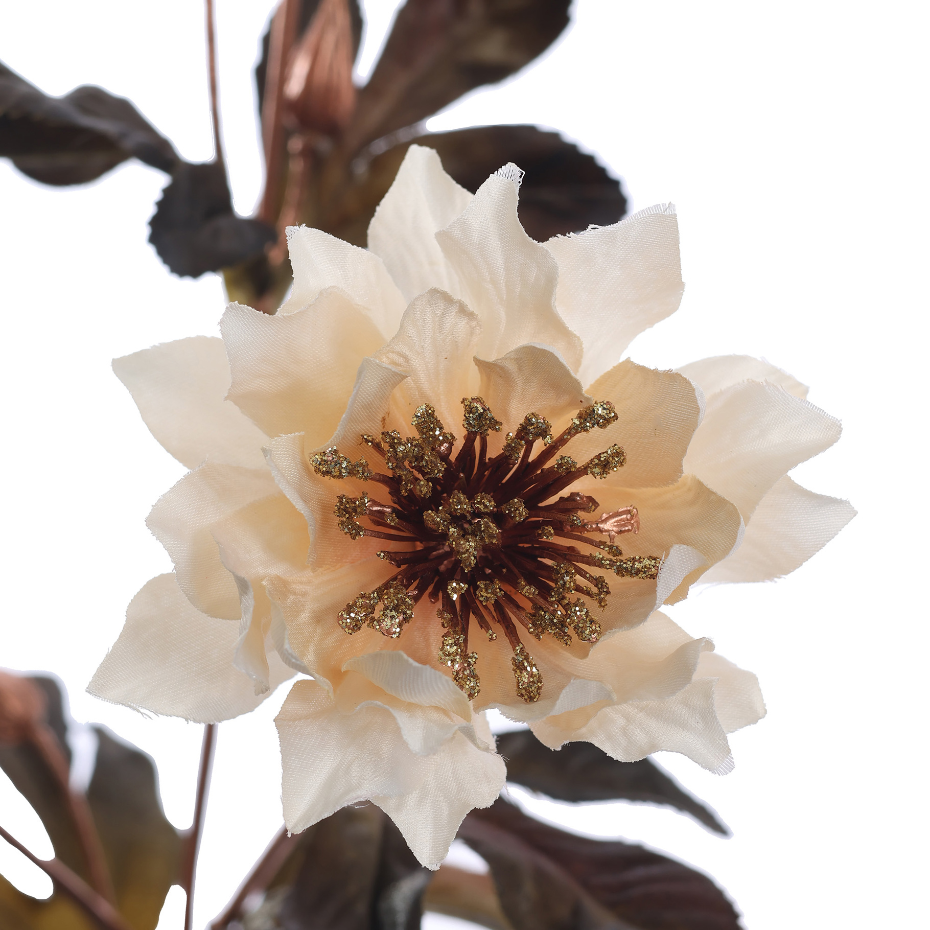 Zijdebloem Helleborus - Afbeelding 2