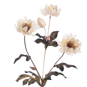 Zijdebloem Helleborus