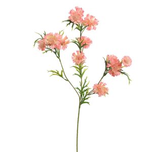 Zijdebloem Korenbloem