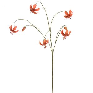 Zijdebloem Martagon Lelie