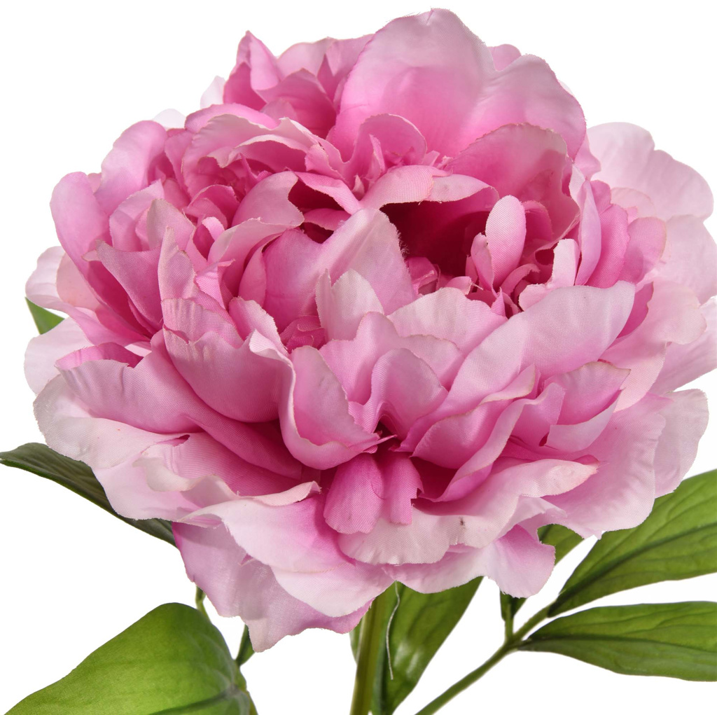 Zijdebloem Open Peony - Afbeelding 2