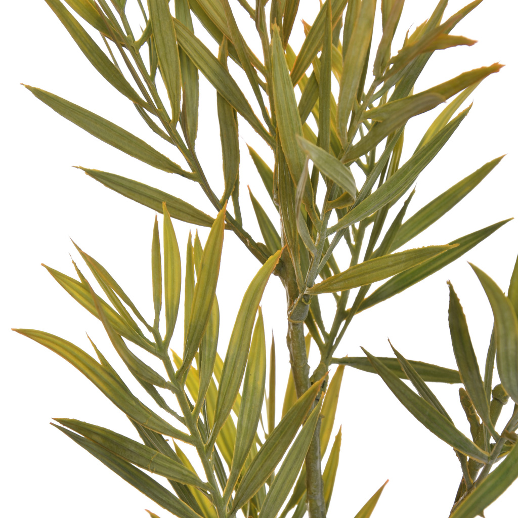 Zijdebloem Rosemarijn - Afbeelding 2